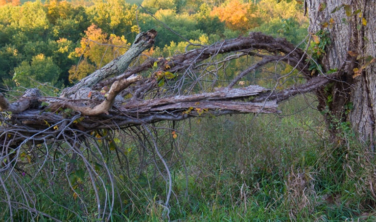Dead Tree